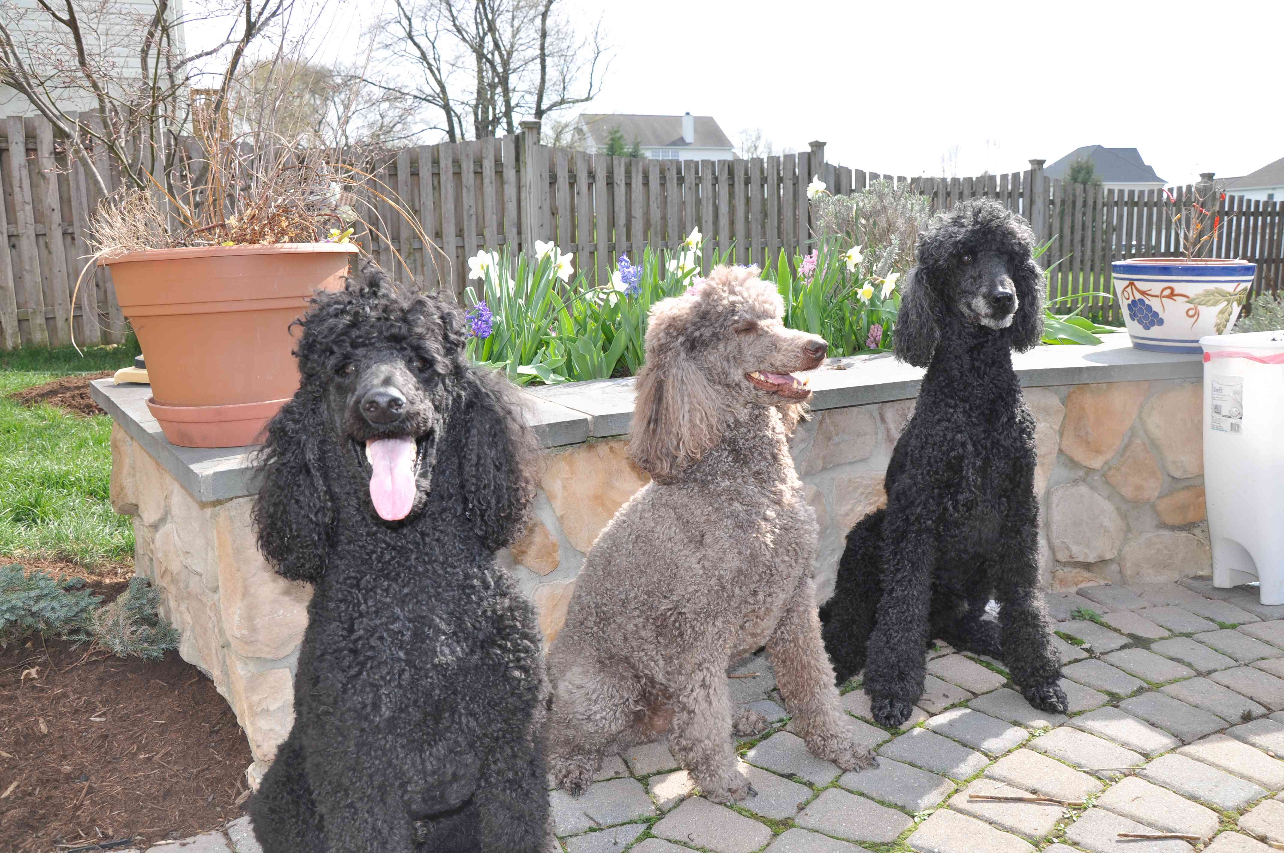 poodles n tulips