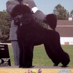 Dino stud page - group placing