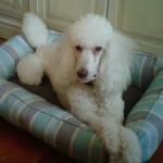Nala 2.5 yrs just bred