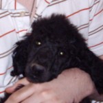 PJ girl 13 wks Laina