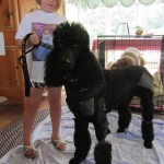 Mojo in his hobbles sep 11