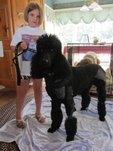 Mojo in his hobbles sep 11