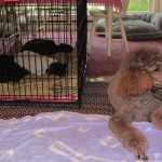 Ruby tending Mojo sep 11