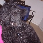 in my lap mondo sep 11