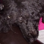 sleeping in my lap mondo sep 11