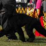 Mondo 7 mo first show 2