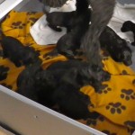 3 wks 4