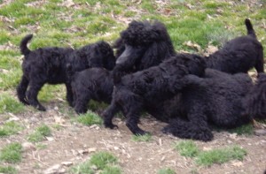 Merry in there somewhere