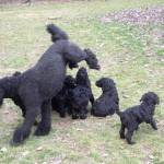 Merry jumping over pups