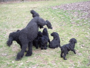 Merry jumping over pups