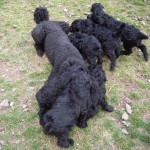 Merry playing with pups 6 wks 3