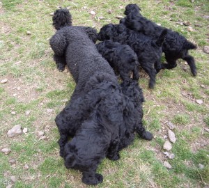 Merry playing with pups 6 wks 3