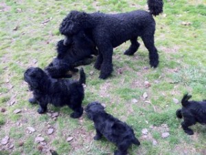 Merry with pupppies with Gail and John 2