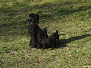 Merry with pups 5 wks 1