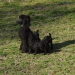 Merry with pups 5 wks 1