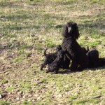 Merry with pups 6 wks 2