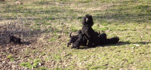 Merry with pups 6 wks 2