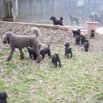 Pups with Momma and Granny Velvet 6 wks