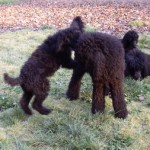 MerryMondo with two girls