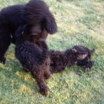 Mondo with two girls 2