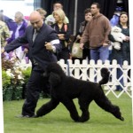 PCA Mondo parade 2 r