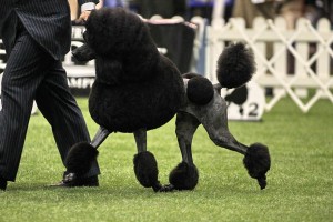 PCA Questo moving 1 r