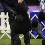 PCA Questo stacked 1