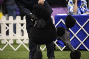 PCA Questo stacked 1