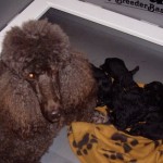 VelvetTiger litter one day 2