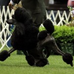 PCA pearl moving 2 c