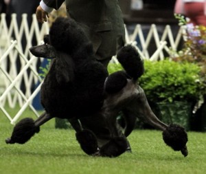 PCA pearl moving 2 c