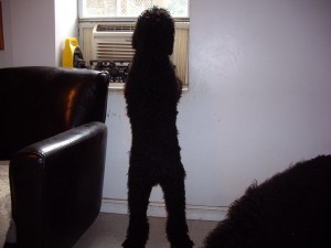 Teeny 5 mo looking out window