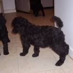 coming in for the night