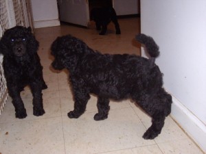 coming in for the night