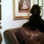 Freesia 20  wks on couch