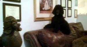 Freesia 20  wks on couch