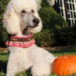 Baci and pumpkin 10-3-12_edited-1 r