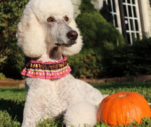 Baci and pumpkin 10-3-12_edited-1 r