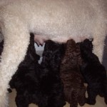 PJ nursing standing up