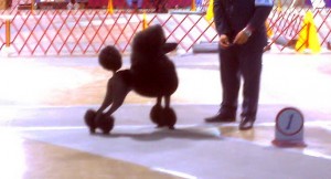 Harrisonburg group 1 1