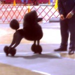 Harrisonburg group 1 1