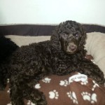 TT - Victoria's girl