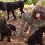 Annie and Tiara with pups in woods