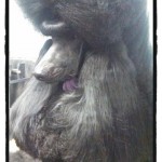 waiting for group woodstock