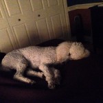 pj sleeping on my bed