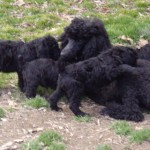 Merry in there somewhere