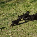 first day out in big yard