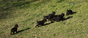 first day out in big yard
