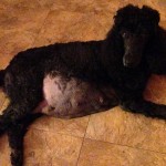 Merry pregnanat third time