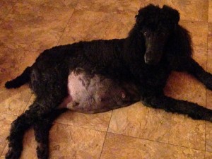 Merry pregnanat third time